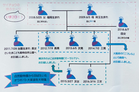 オウギバトの相関図