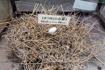 オウギバトの巣