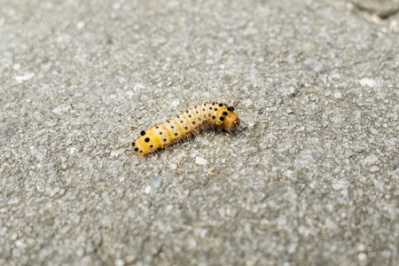 タケノホソクロバの幼虫