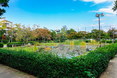 水草の池