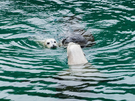 ゴマフアザラシの親子とカリフォルニアアシカ