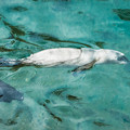 Photos: 泳ぐゴマフアザラシの赤ちゃん