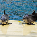 Photos: イルカの海のイルカショー