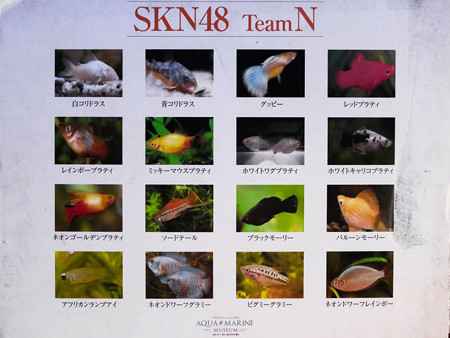 SKN48 TeamN