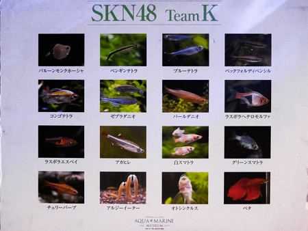 SKN48 TeamK