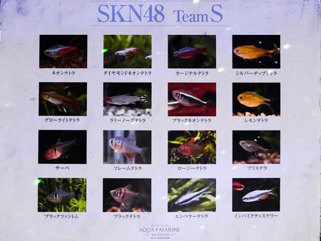 SKN48 TeamS