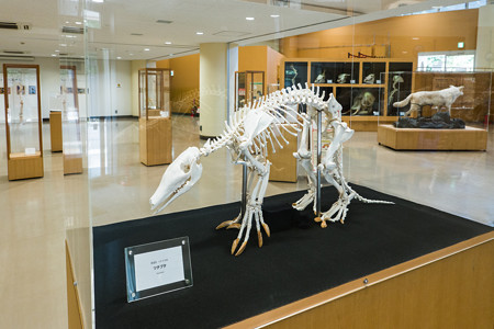 ツチブタの骨格標本