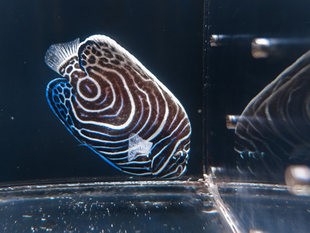 タテジマキンチャクダイの幼魚