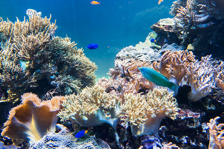 サンゴ礁の海水槽