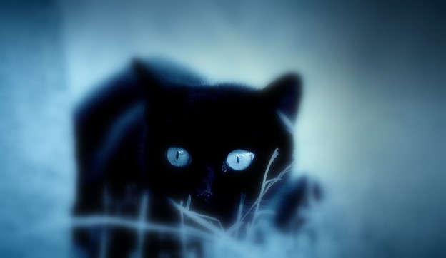Photos: 黒猫