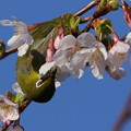 玉縄桜とメジロ