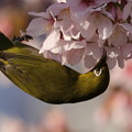 玉縄桜とメジロ