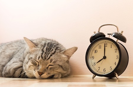 猫の寝すぎは病気 睡眠時間やたくさん寝る理由は めざせ 社会復帰 楽天ブログ