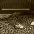 Photos: 夜の玄関で佇む猫(２)