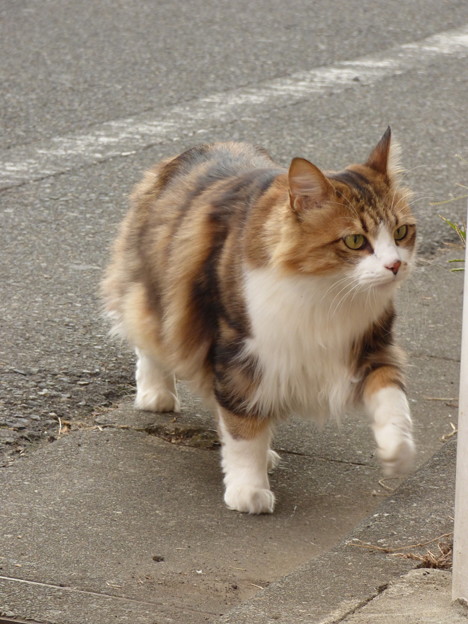 Photos: 気ままに闊歩する猫