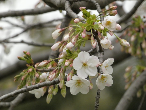 2019年、飛鳥山公園の桜も開花！