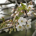 2019年、飛鳥山公園の桜も開花！