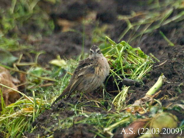Photos: Rosy Pipit（正面顔）