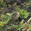 Photos: Rosy Pipit（正面顔）