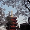 Photos: 月見桜