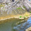 川面の桜