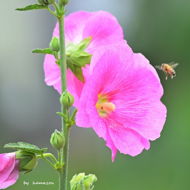 Photos: Pink Honey