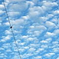 Photos: うろこ雲と鳥