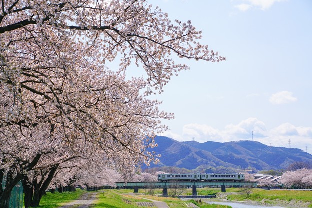 桜鉄 八高線 満開のこだま千本桜に囲まれて Wonderful Days