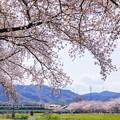 Photos: こだま千本桜とキハ110系その２