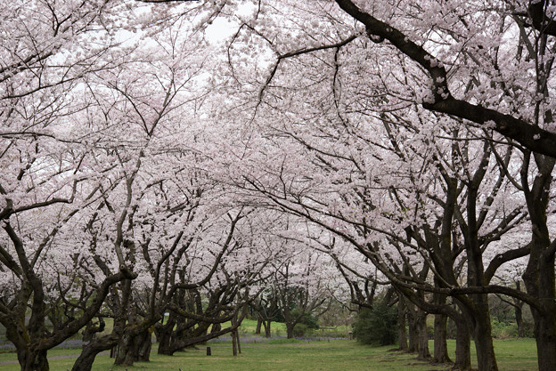 昭和記念公園【桜の園】1