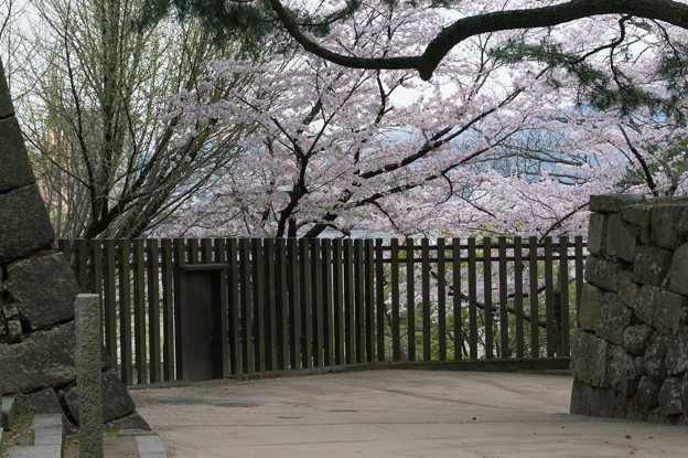【福山城の桜】2