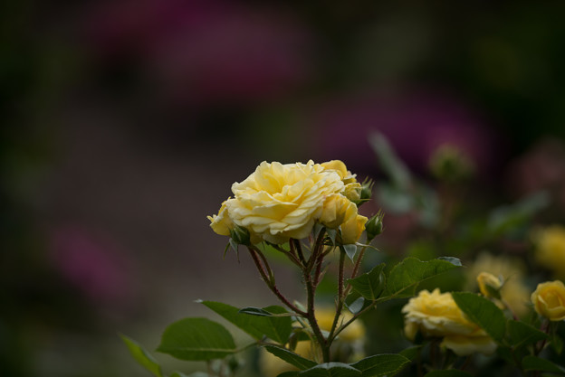 花菜ガーデン【薔薇：ベルロマンチカ】