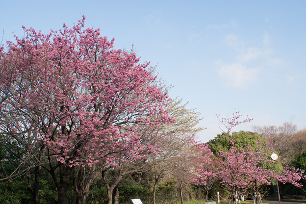 本牧山頂公園【横浜緋桜の眺め】4
