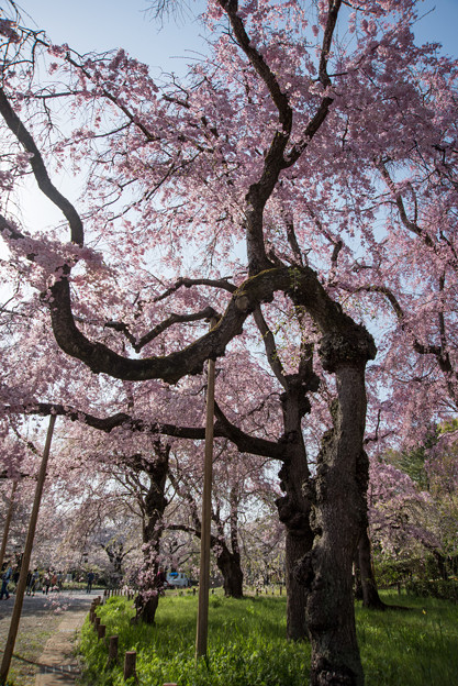 神代植物公園【サクラ：八重紅枝垂桜】3