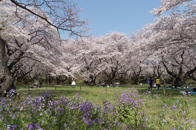 昭和記念公園【桜の園】8