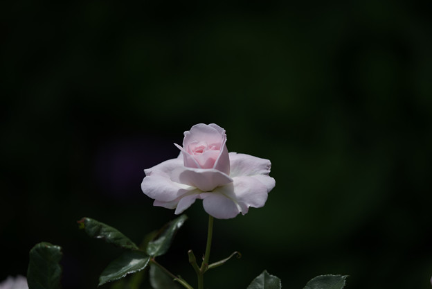 花菜ガーデン【バラ：花ぼんぼり】2