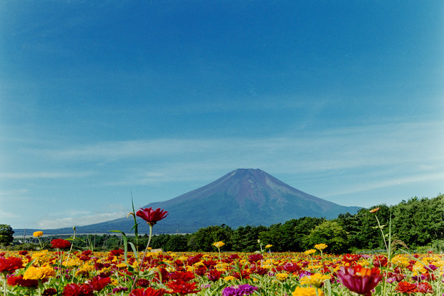 富士五湖巡り【花の都公園：ジニアと富士】2