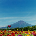 富士五湖巡り【花の都公園：ジニアと富士】2