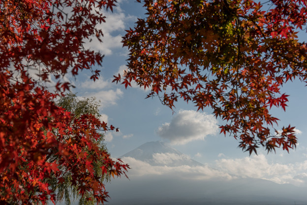 河口湖【富士山と紅葉】