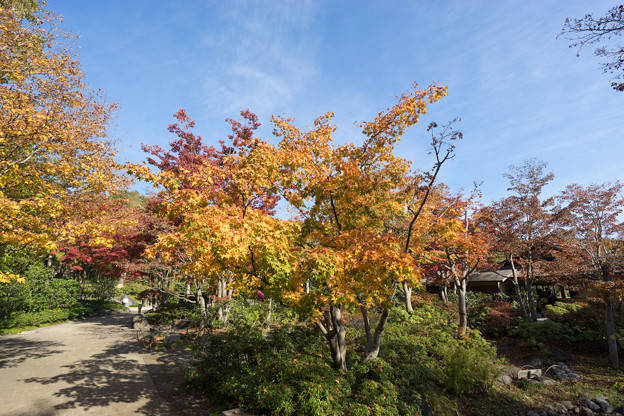 昭和記念公園【日本庭園：清池軒周辺の紅葉】2