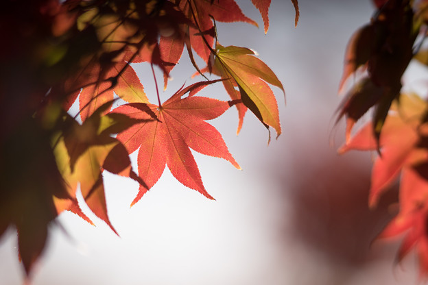 昭和記念公園【日本庭園：紅葉のピックアップ】9