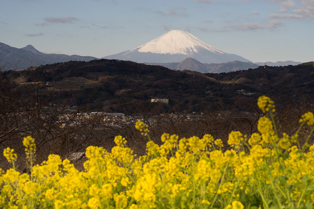 吾妻山公園【菜の花畑と富士山：Planar 85mm f1.4】6