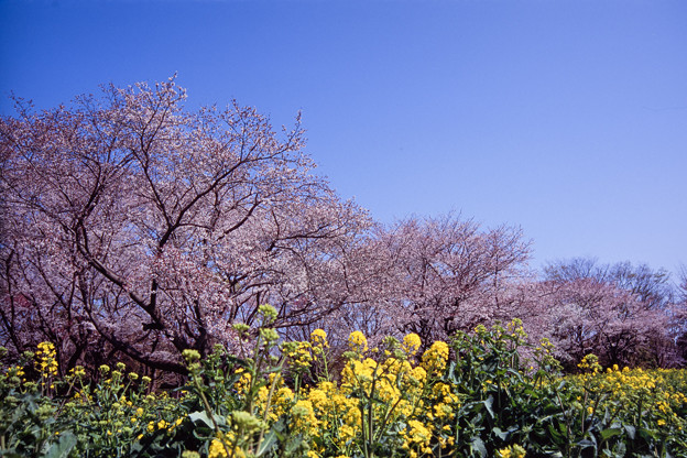 昭和記念公園【桜の園の眺め】銀塩ポジ_2