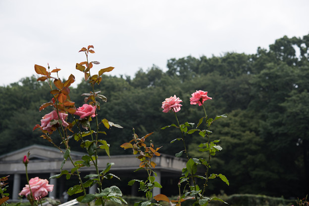 神代植物公園【薔薇：クイーン・エリザベス】