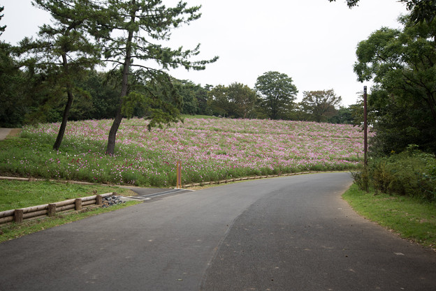 昭和記念公園【花の丘の眺め】1