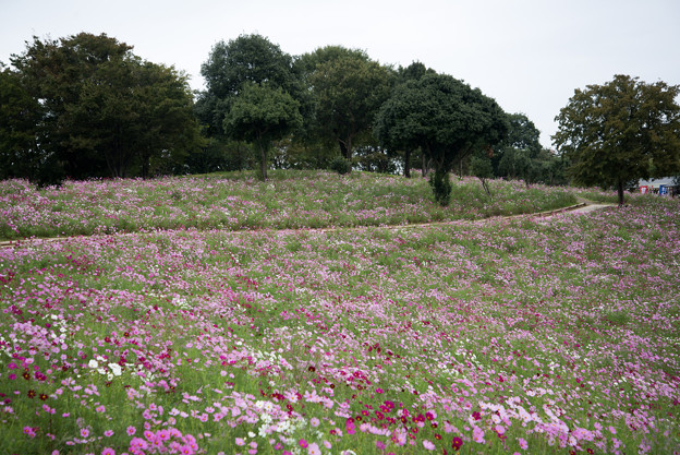 昭和記念公園【花の丘の眺め】4