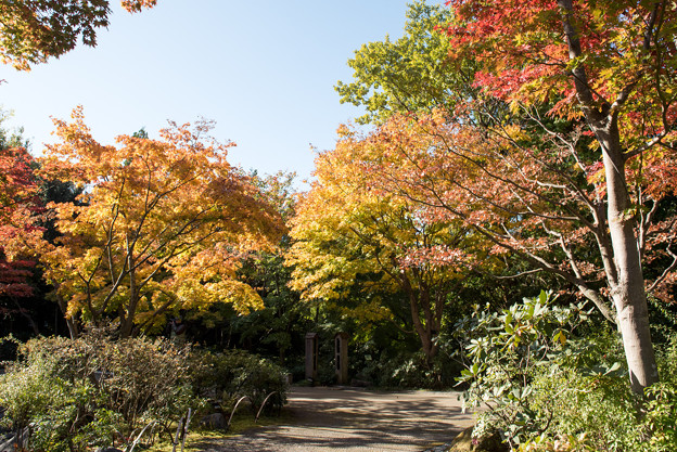 昭和記念公園【日本庭園：紅葉】1-5