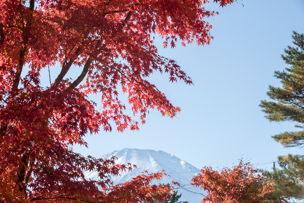 山中湖【富士山と紅葉】5