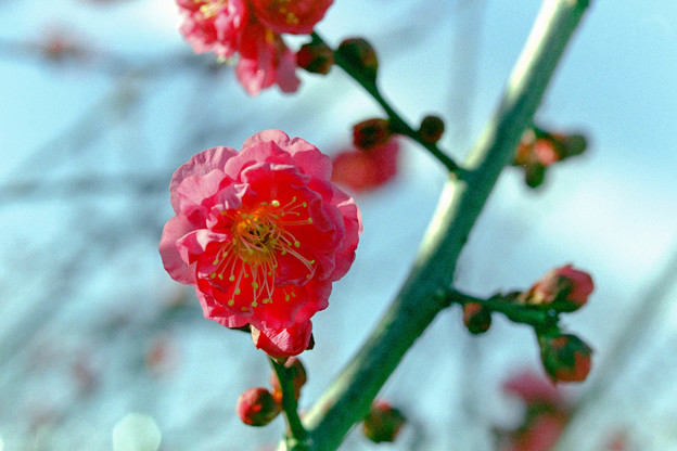 花菜ガーデン【梅の花：八重寒紅】2銀塩