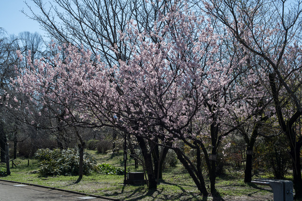 早春の神代植物公園【サクラ：東海桜】1